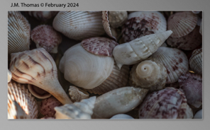 Macro Shells Feb 2024-21.jpg